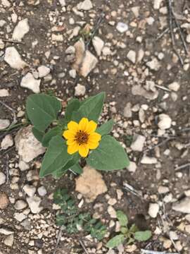 Image of Heliopsis annua Hemsl.