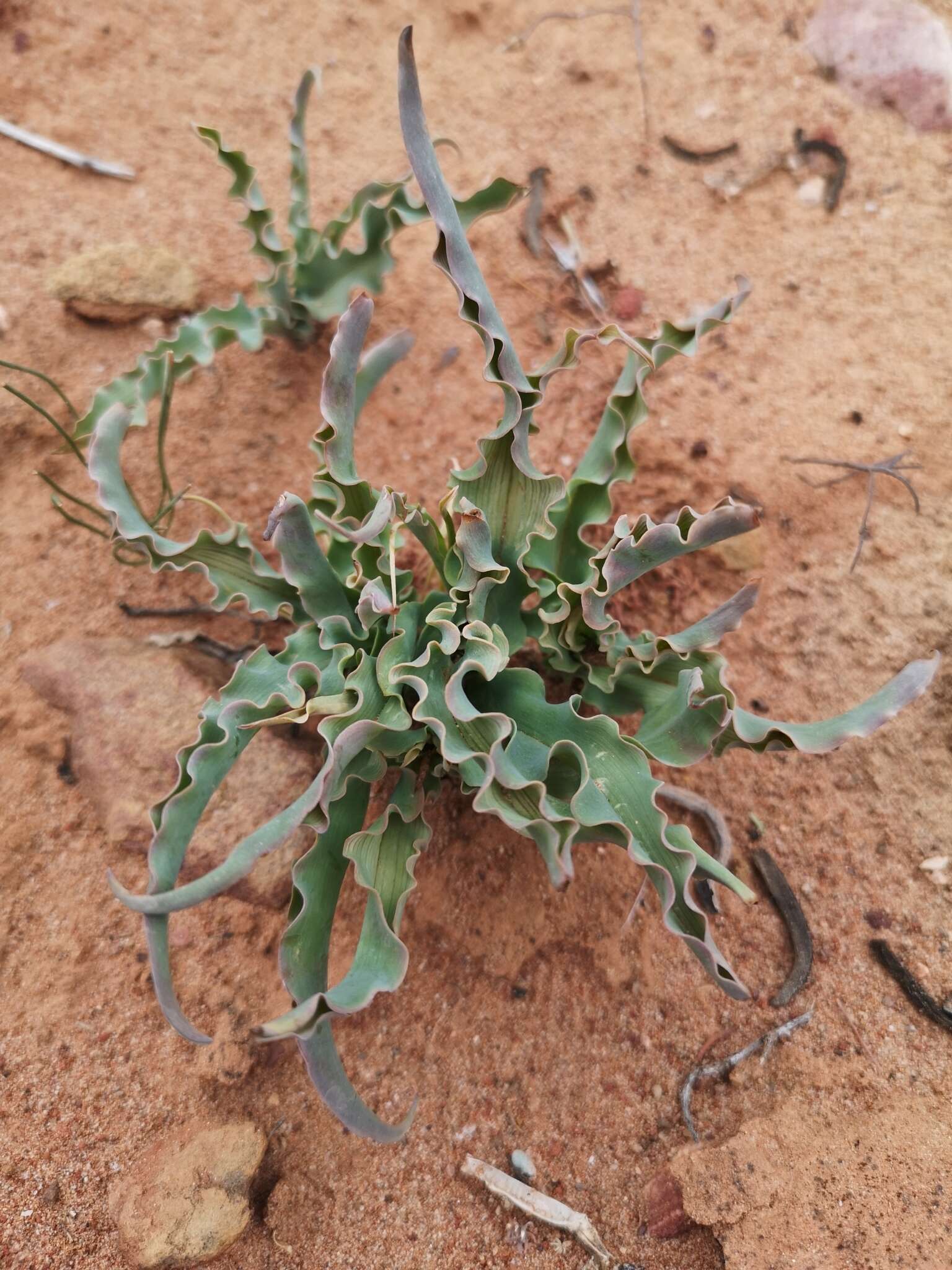 Image of Freesia viridis subsp. crispifolia (Goldblatt) J. C. Manning & Goldblatt