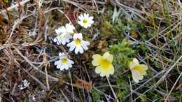 Image of Euphrasia townsonii Petrie