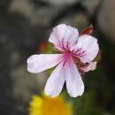 Image of Pelargonium betulinum (L.) L'Her.