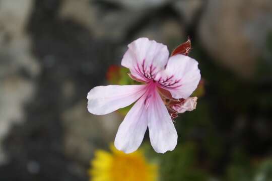 Imagem de Pelargonium betulinum (L.) L'Her.