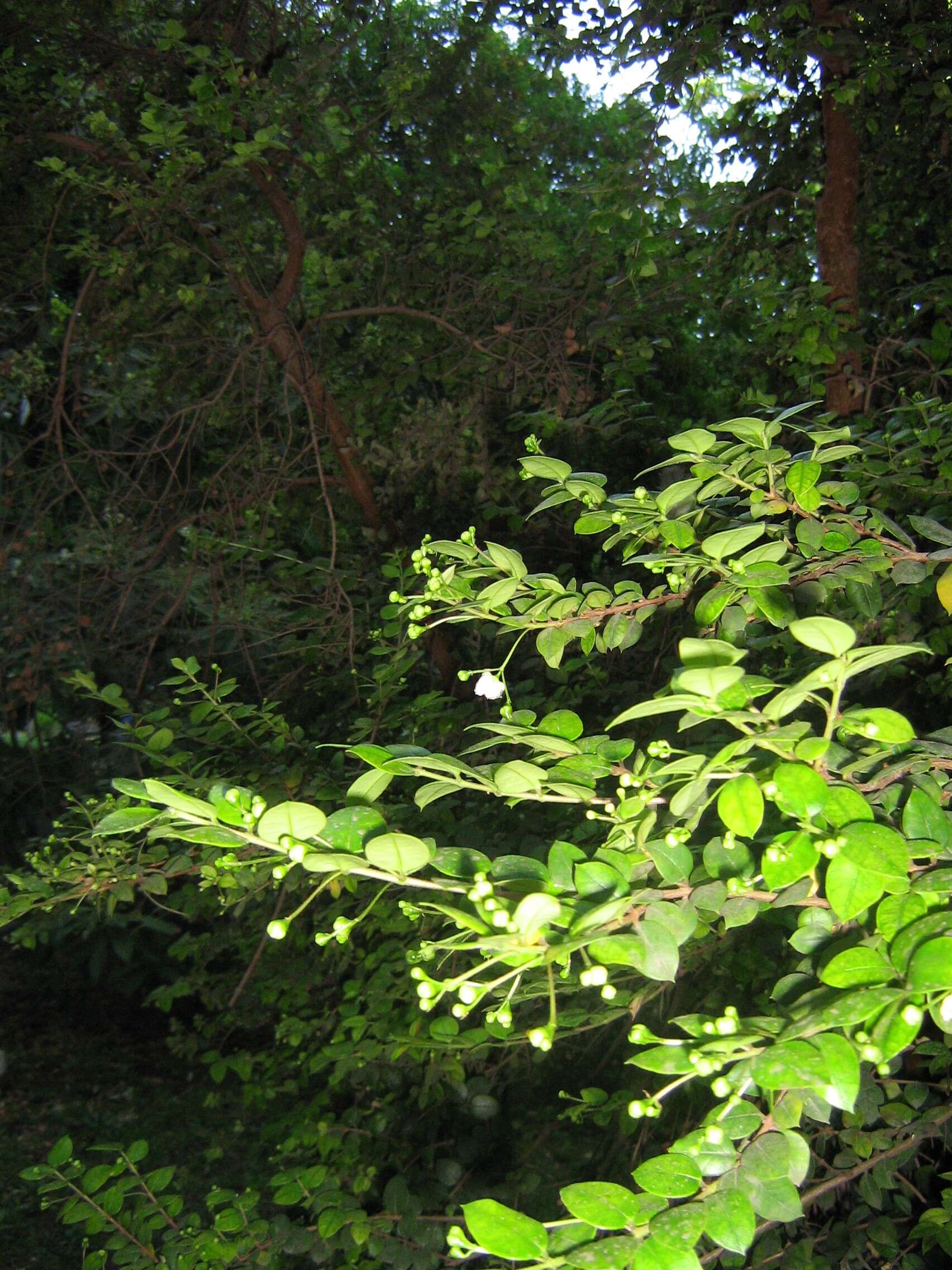 Image of Chilean Myrtle