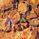 Image of Areocleome oxalidea (F. Muell.) R. L. Barrett & Roalson