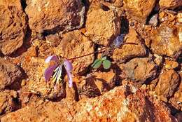 Areocleome oxalidea (F. Muell.) R. L. Barrett & Roalson的圖片