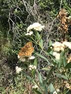 Image of Speyeria callippe comstocki Gunder 1925