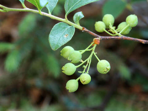 Image de Gaylussacia baccata (Wang.) K. Koch