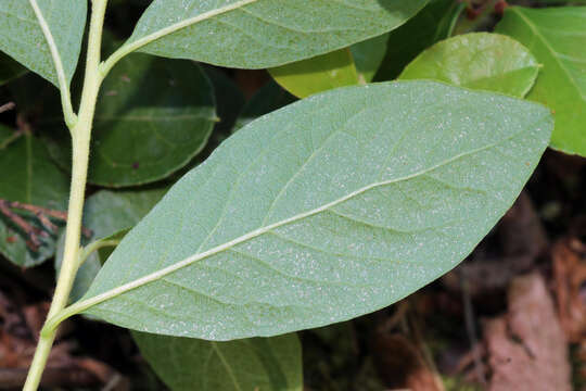 Image de Gaylussacia baccata (Wang.) K. Koch