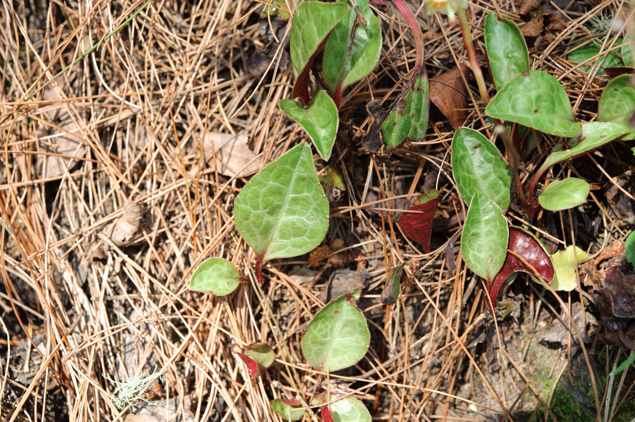 Image of Pyrola japonica Klenze ex Alef.