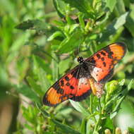 Image de Acraea acara Hewitson 1865