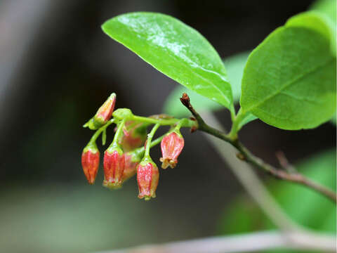 Image de Gaylussacia baccata (Wang.) K. Koch