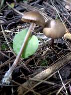 Image of Entoloma hebes (Romagn.) Trimbach 1981