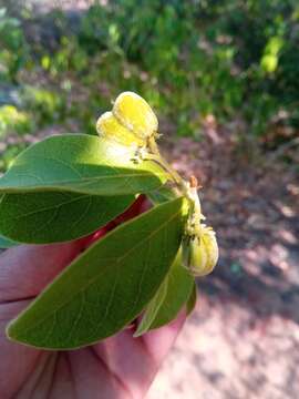 Image of Dichapetalum bojeri (Tul.) Engl.