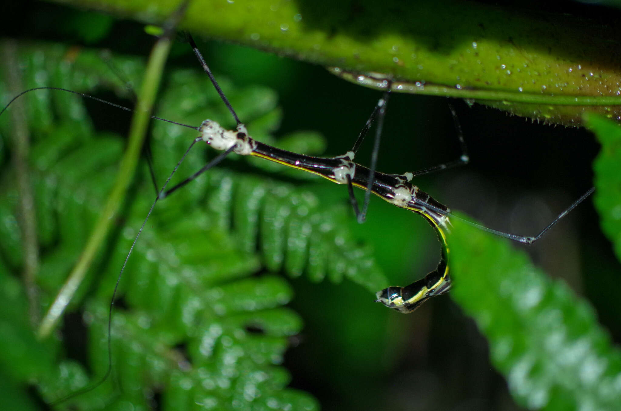 صورة Oreophoetes topoense Conle, Hennemann, Käch & Kneubühler 2009