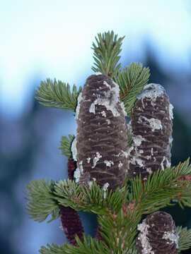 Image of subalpine fir