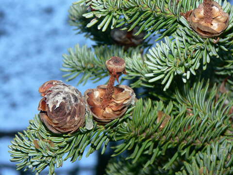 Image of subalpine fir