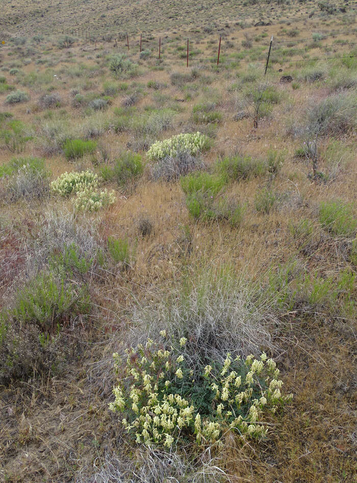 صورة Astragalus curvicarpus var. subglaber (Rydb.) Barneby