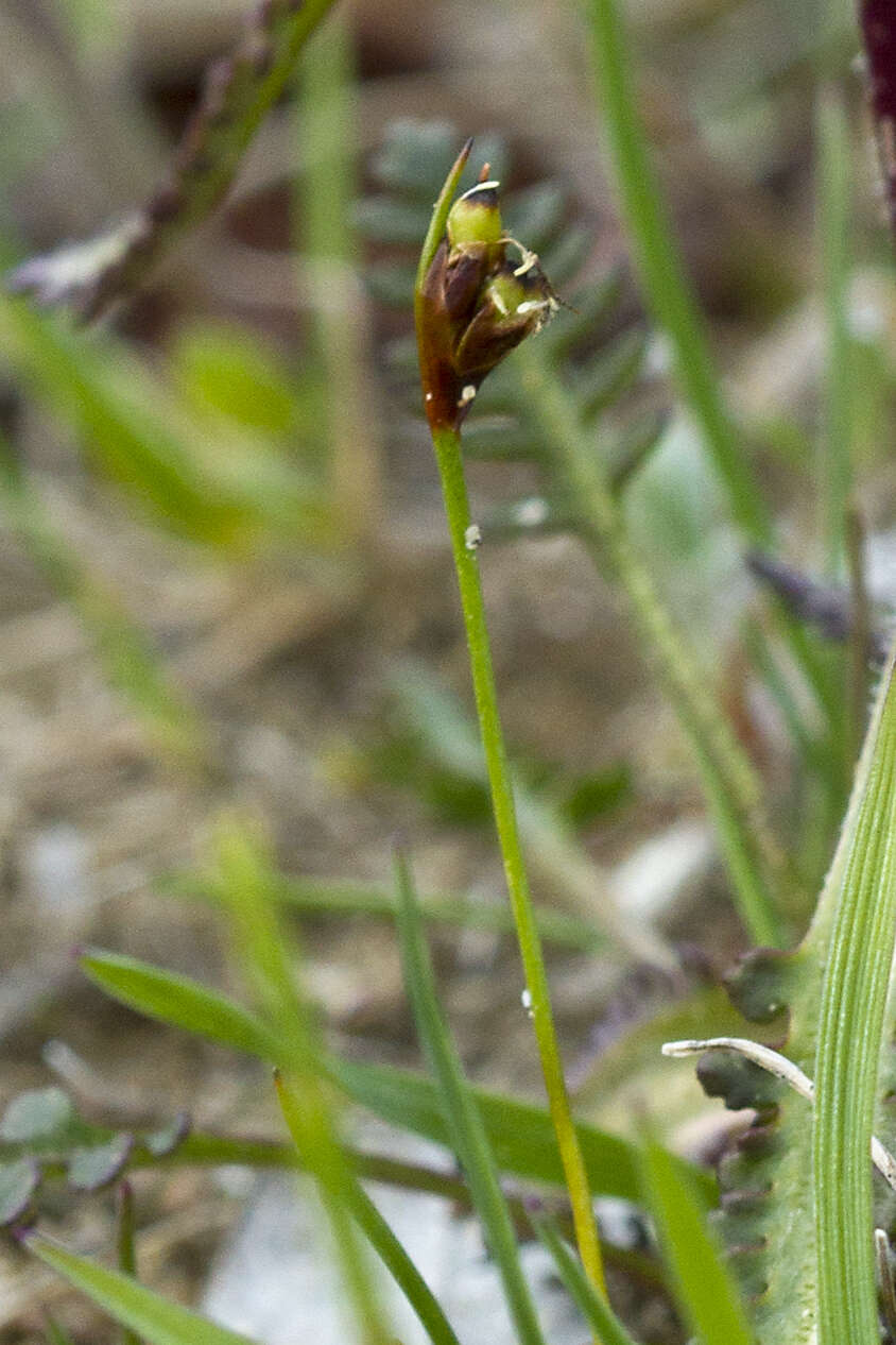 Juncus biglumis L. resmi