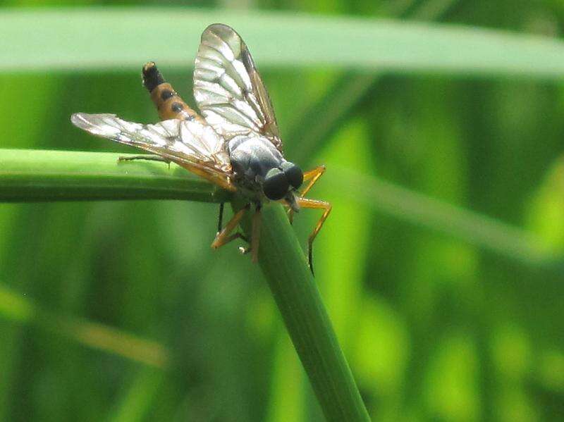 Imagem de Rhagio scolopaceus (Linnaeus 1758)