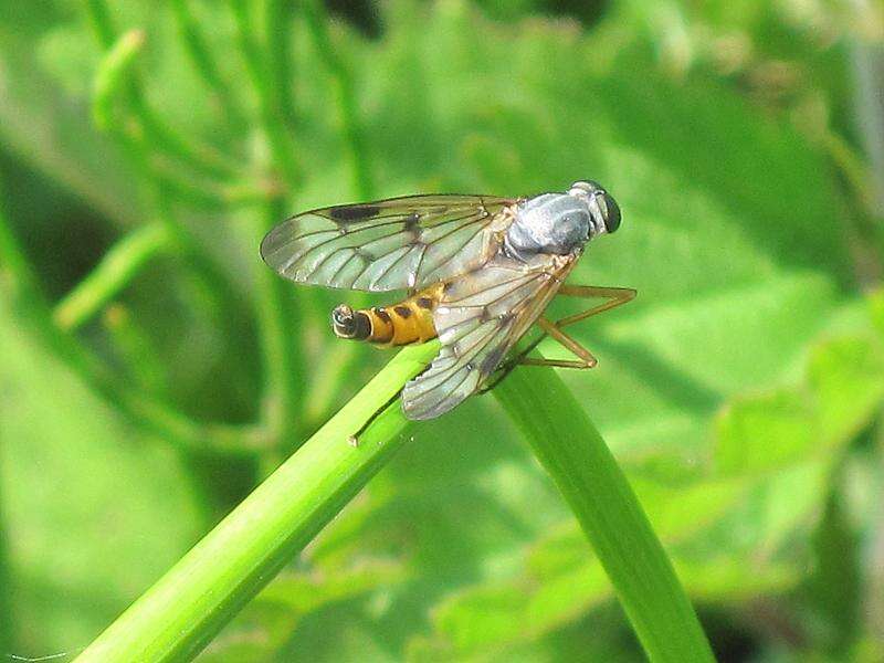 Imagem de Rhagio scolopaceus (Linnaeus 1758)