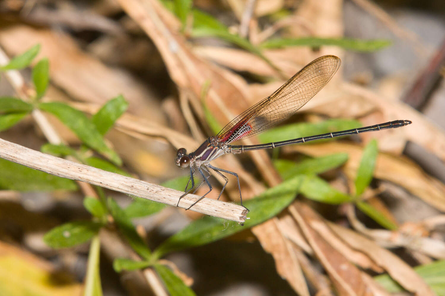 Imagem de Hetaerina vulnerata Hagen ex Selys 1853