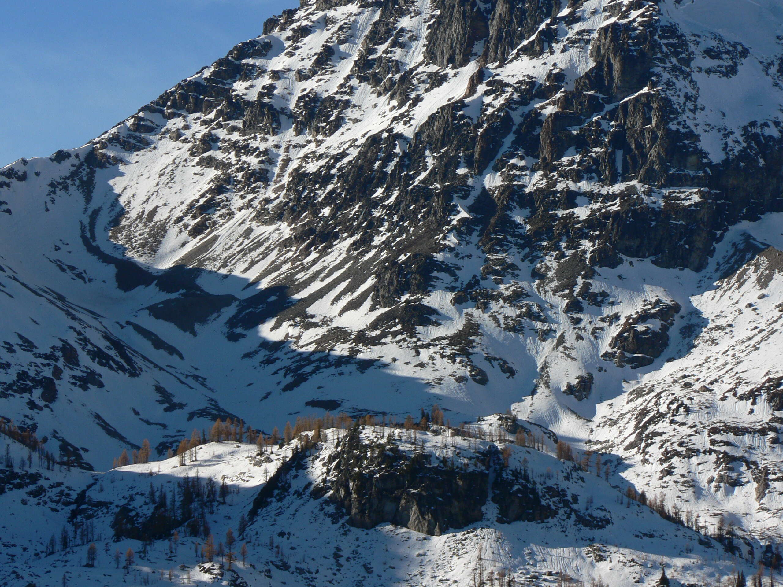 Image of Alpine Larch