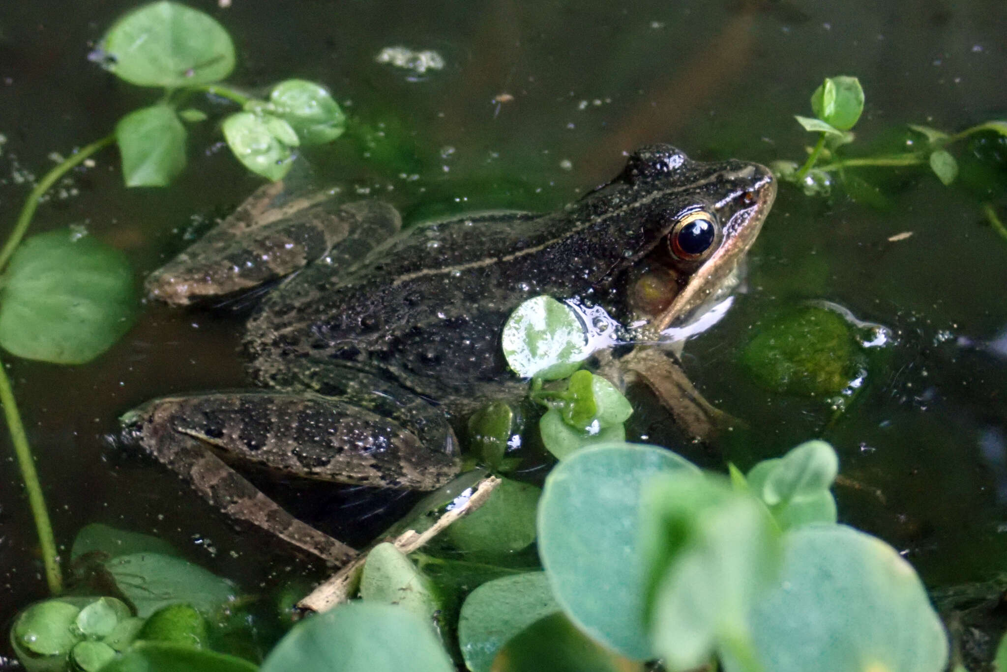 Image of Nidirana adenopleura (Boulenger 1909)