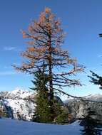 Image of Alpine Larch