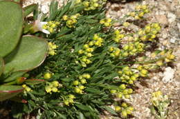 Imagem de Draba grayana (Rydb.) C. L. Hitchc.