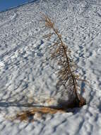 Image of Alpine Larch