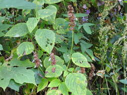 Image de Salvia mocinoi Benth.