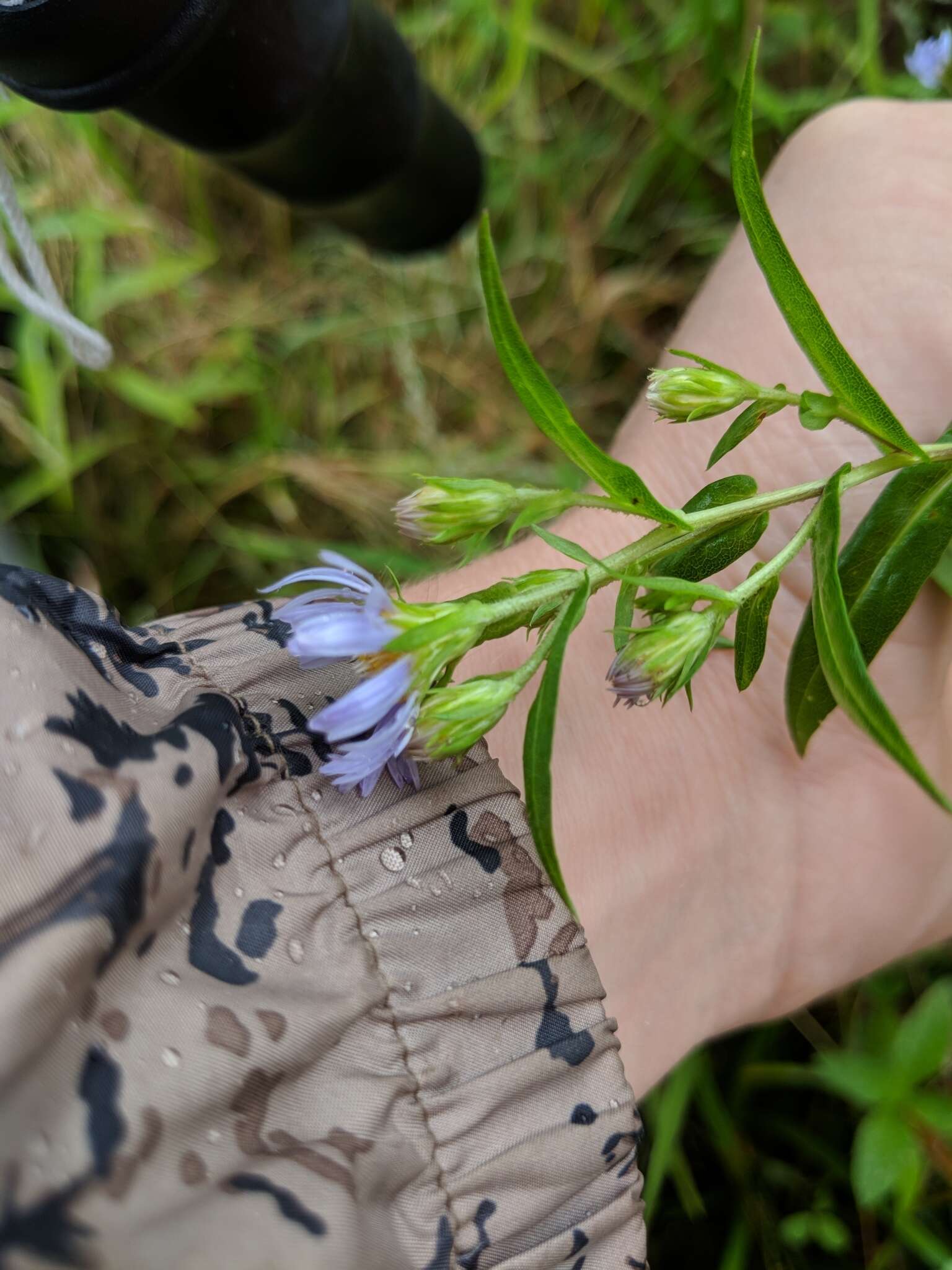 Plancia ëd Symphyotrichum firmum (Nees) G. L. Nesom