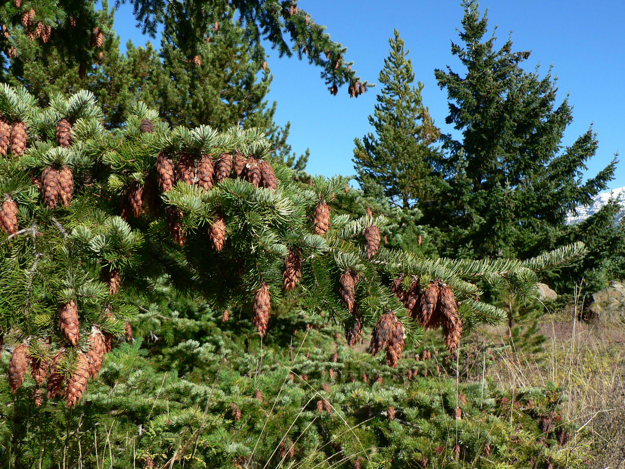 Image of Douglas Fir