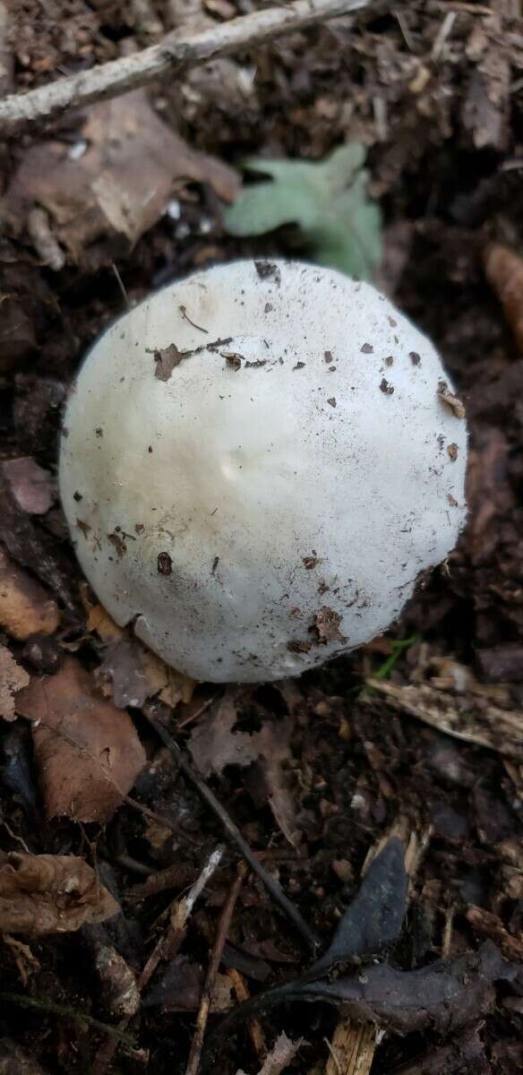 Image of Agaricus butyreburneus Kerrigan, Guinb. & Callac 2016