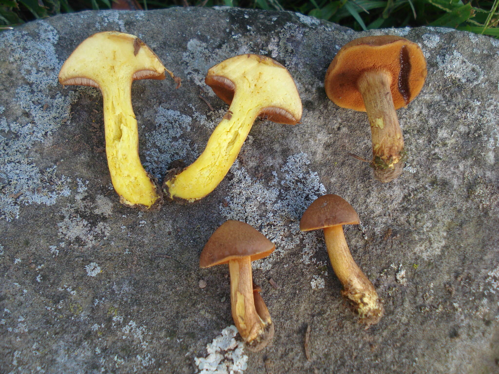 Imagem de Chalciporus piperatus