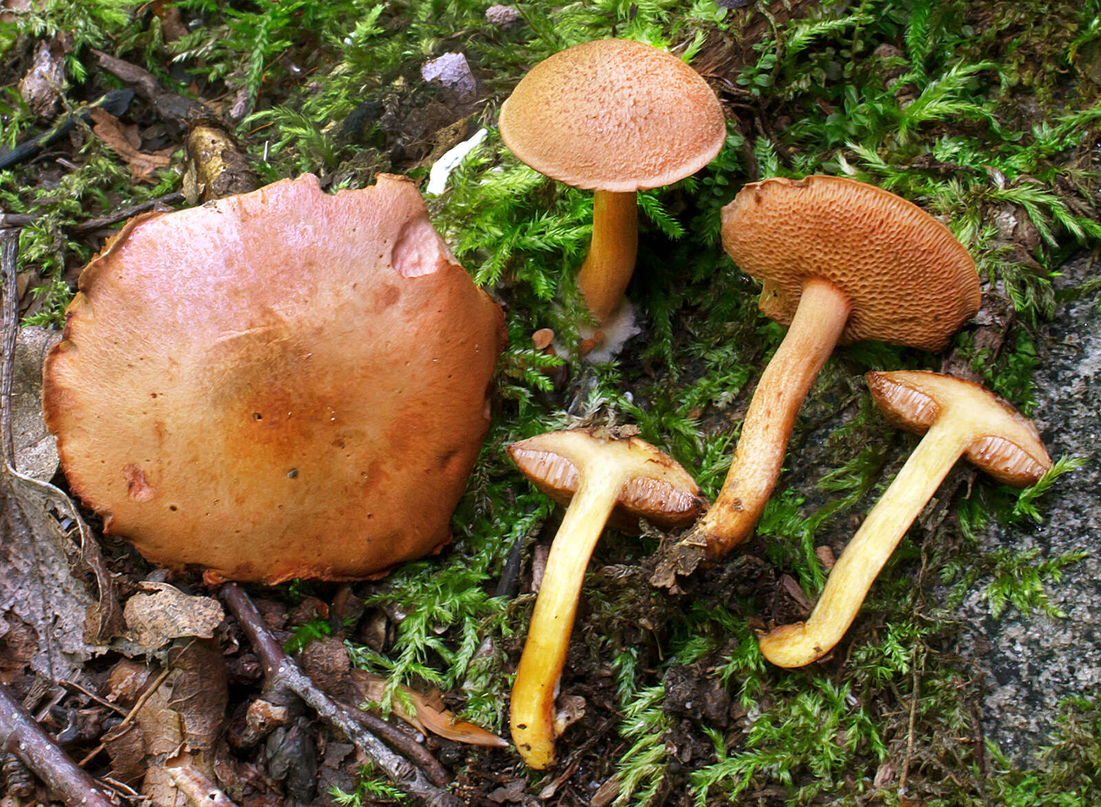 Image of Chalciporus piperatus