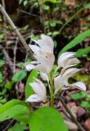 Image of Govenia liliacea (Lex.) Lindl.