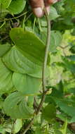 Image of Dioscorea buckleyana Wilkin