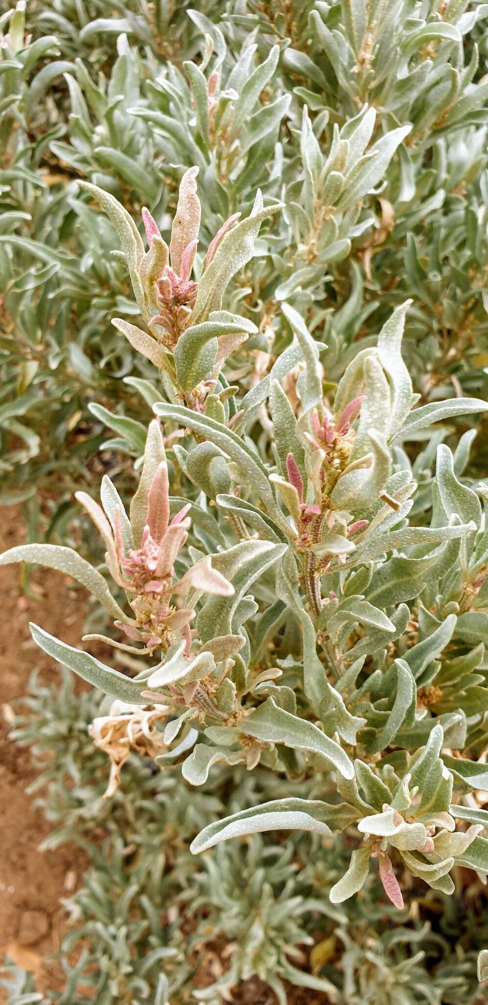 Imagem de Atriplex cinerea Poir.