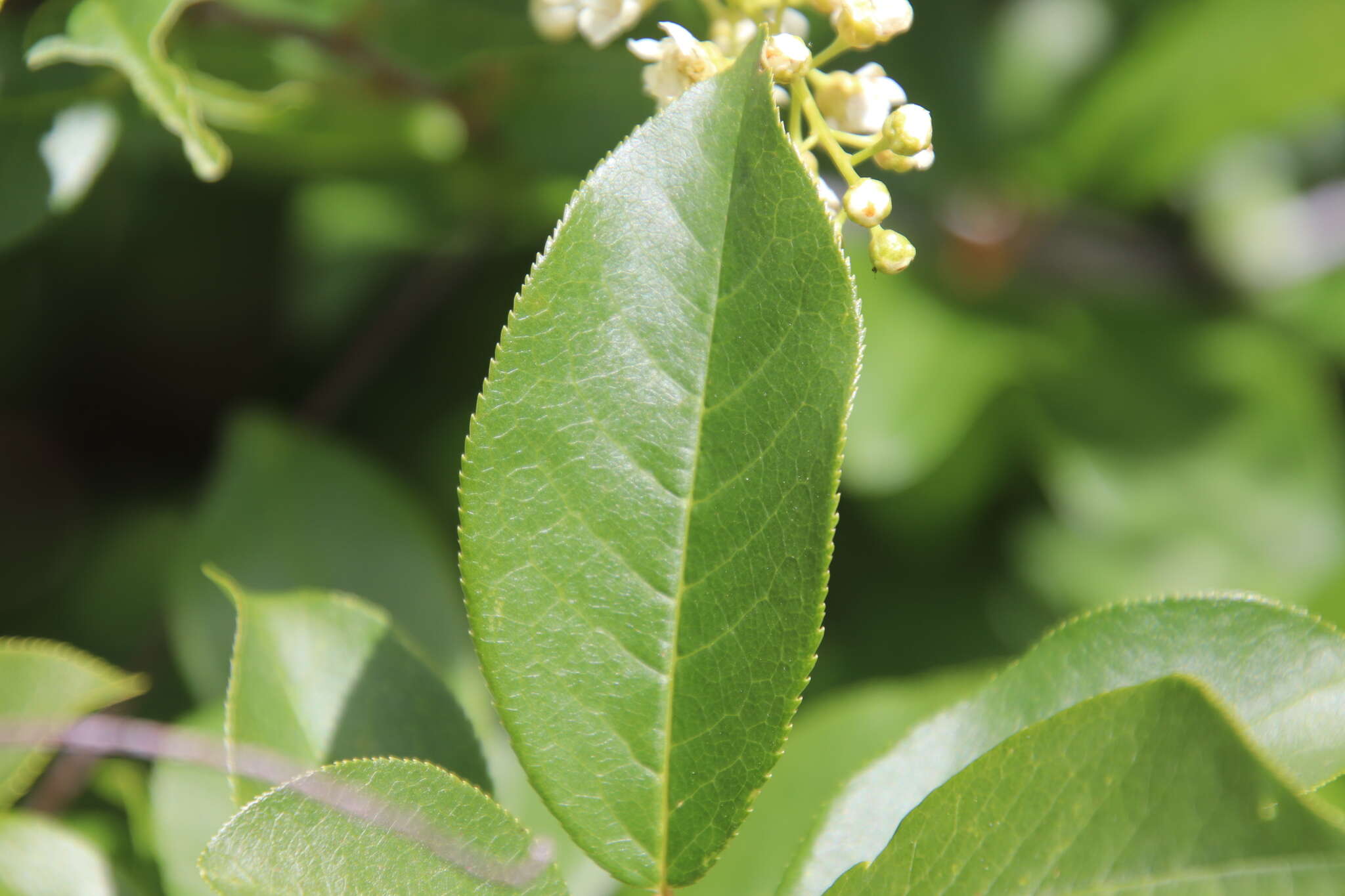 Imagem de Prunus virginiana var. demissa (Nutt.) Torr.