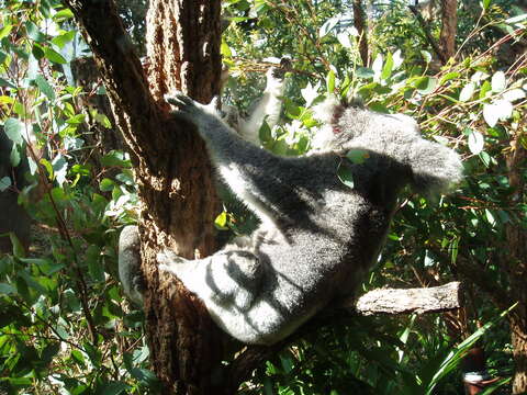 Image of koalas