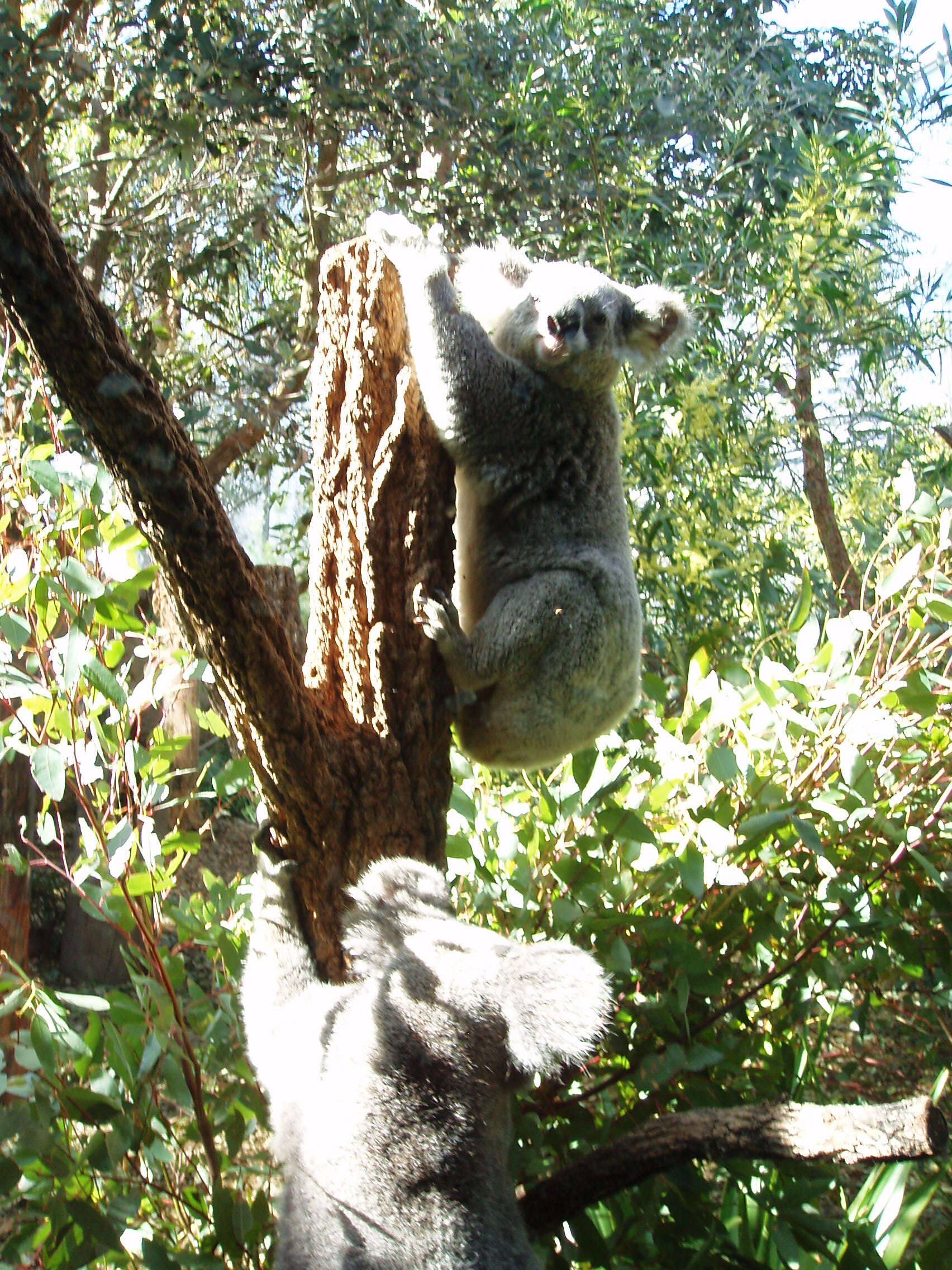 Image of koalas