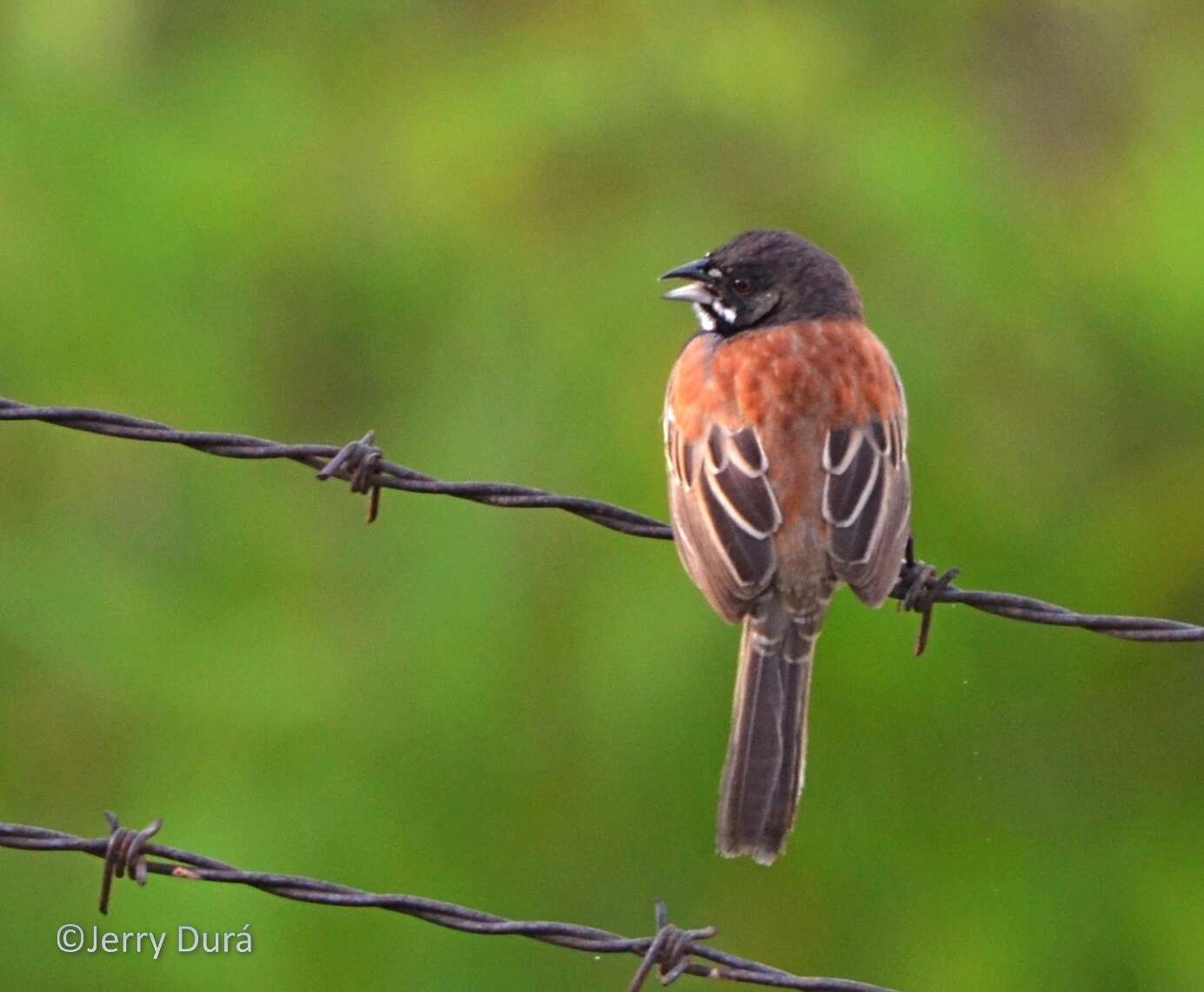 Image of Black-chested Sparrow