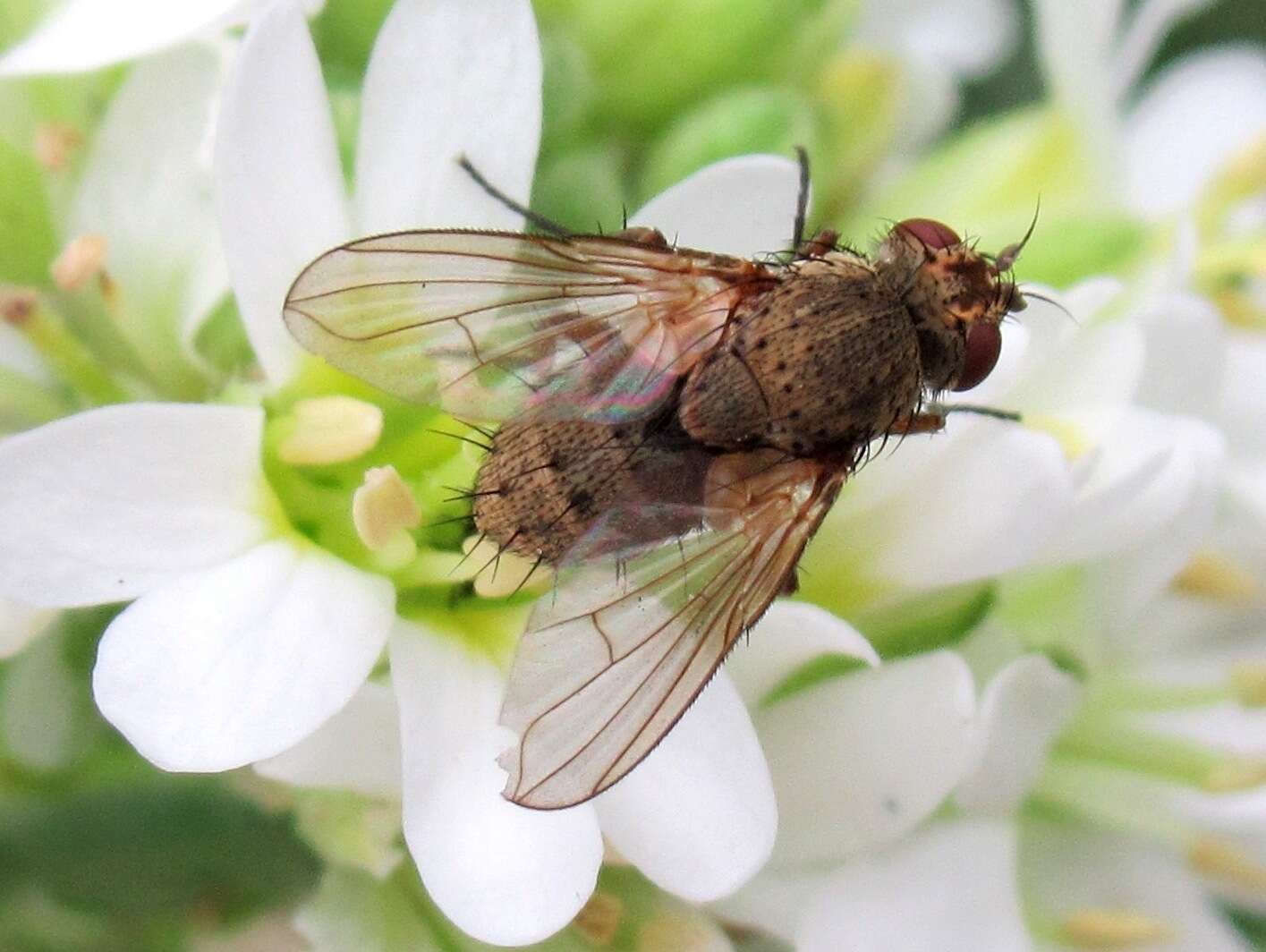 صورة Siphona geniculata (De Geer 1776)