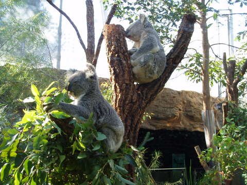 Image of koalas