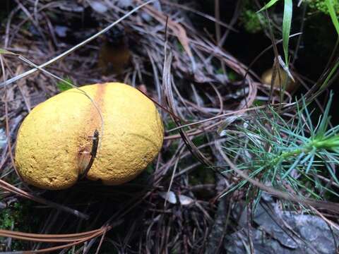 Слика од Buchwaldoboletus hemichrysus (Berk. & M. A. Curtis) Pilát 1969