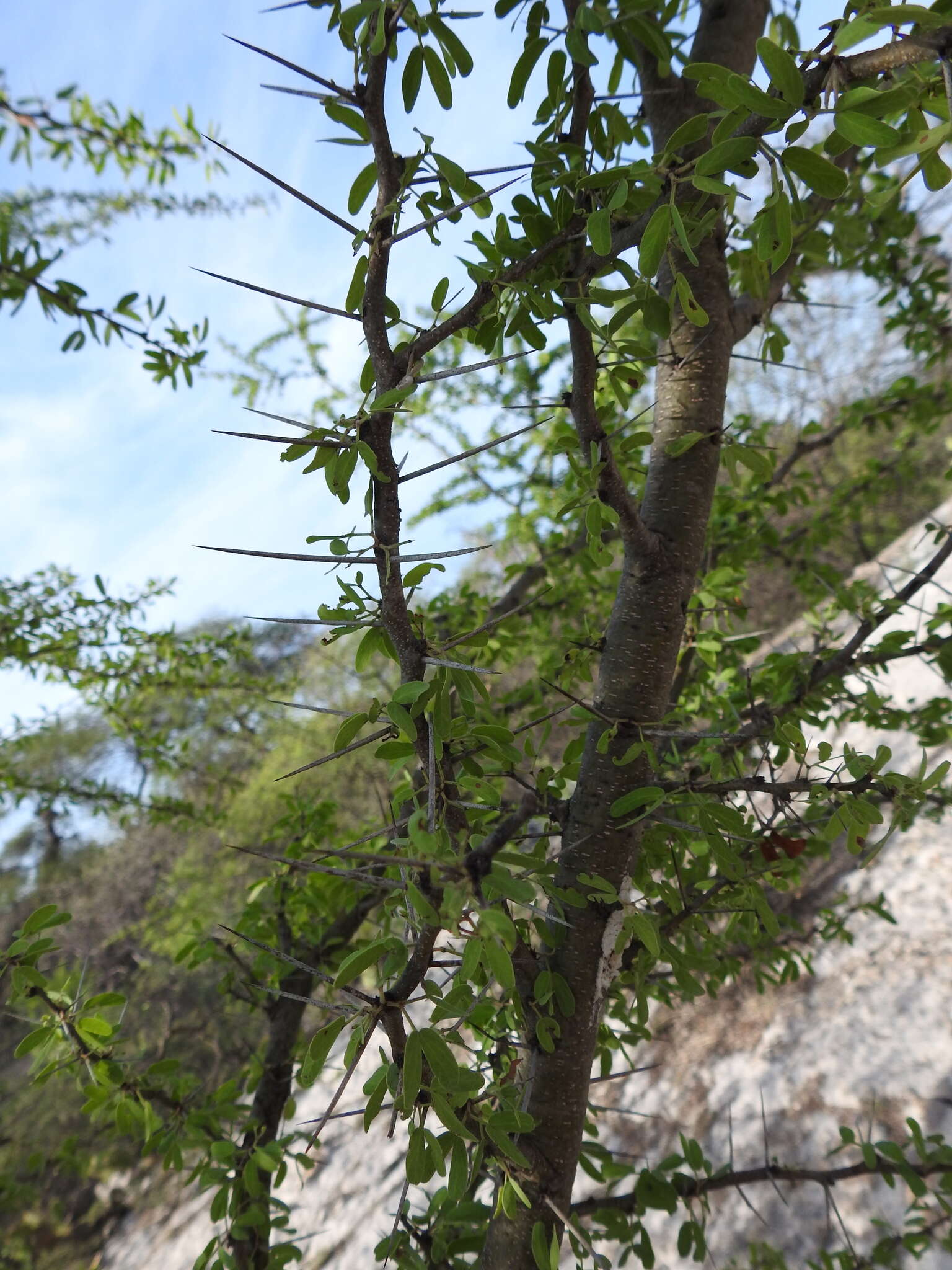 Image of Vachellia bilimekii (J. Macbr.) Seigler & Ebinger