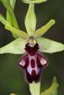 Image of Ophrys sphegodes subsp. atrata (Rchb. fil.) A. Bolòs