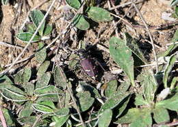 Image of Cicindela (Cicindela) purpurea purpurea A. G. Olivier 1790