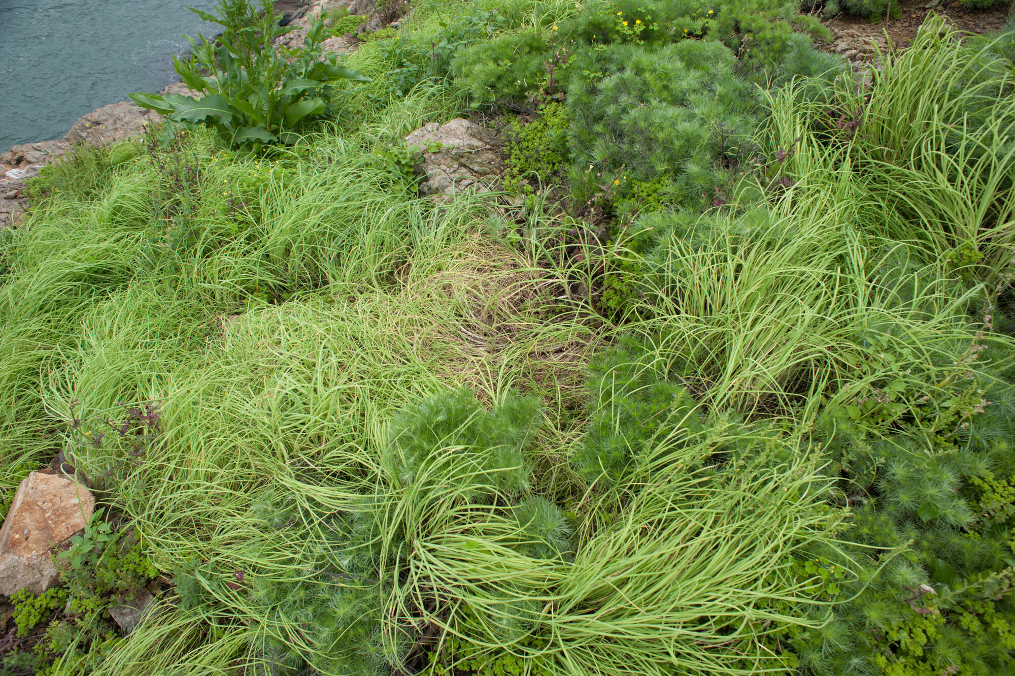 Image of Allium macrostemon Bunge