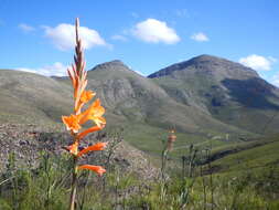 صورة Watsonia pillansii L. Bolus